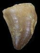 Mosasaur (Prognathodon) Tooth #43334-1